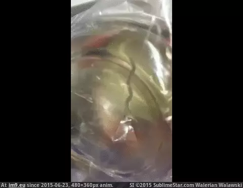 #Wtf #Guy #Food #Threw #Sushi #Size #Means #Fact [Wtf] A guy with food poisoning from sushi threw this up at the ER. The fact that he threw it up means that it was this size whe GIF (Image of album My r/WTF favs))