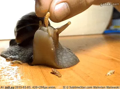 #Wtf #Snail #Eating [Wtf] A snail eating. [awwducational] GIF (Imagen de album My r/WTF favs))
