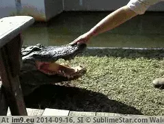 #Wtf #Taste #Alligator #Stupid [Wtf] Alligator gets a taste of stupid GIF (Image of album My r/WTF favs))
