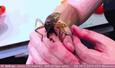 #Wtf #Flesh #Mandible #Piercing [Wtf] Aww look at its little flesh piercing mandible GIF (Image of album My r/WTF favs))
