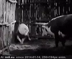 #Wtf #Was #Welfare #Animal #Movies [Wtf] Back before animal welfare was taken seriously in the movies GIF (Bild von album My r/WTF favs))
