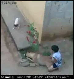 #Wtf #Boy #Friend [Wtf] Boy's best friend. GIF (Image of album My r/WTF favs))