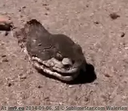#Wtf  #Kill [Wtf] Can still kill you GIF (Imagen de album My r/WTF favs))