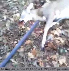 #Wtf #Deer #Life [Wtf] Deer comes back to life GIF (Imagen de album My r/WTF favs))