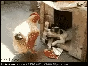 #Wtf #You #Stop #Dog #Are [Wtf] Dog! What are you doing, dog? Stop that!! GIF (Obraz z album My r/WTF favs))