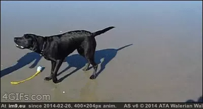 #Gifs #Wtf #Case #Diarrhea #Verbal #Dog #Bad [Wtf] Dog with a bad case of verbal diarrhea [gifs] GIF (Image of album My r/WTF favs))