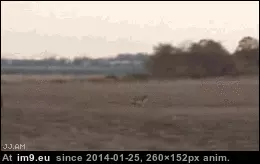 #Wtf #Deer #Eagle #Takes [Wtf] Eagle takes down a deer GIF (Image of album My r/WTF favs))