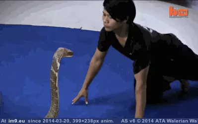 #Wtf #King #Cobra #Face [Wtf] Face to face with King Cobra GIF (Image of album My r/WTF favs))