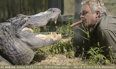 #Wtf #Crocodile #Feeding [Wtf] Feeding a crocodile GIF (Image de album My r/WTF favs))