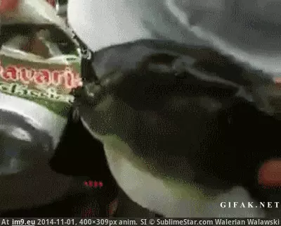 #Wtf #Takes #Aluminum #Fish #Bite [Wtf] Fish takes a bite out of aluminum can. GIF (Image de album My r/WTF favs))