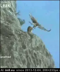 #Wtf #Giant #Goat #Hawk #Throws #Off #Mountain [Wtf] Giant hawk throws a goat off of a mountain. GIF (Image of album My r/WTF favs))