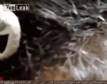 #Wtf #Lice #Head [Wtf] Head lice GIF (Image of album My r/WTF favs))