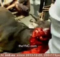 #Wtf #Horse #Vomits #Midst #Beheaded [Wtf] Horse vomits is the midst of being beheaded GIF (Изображение из альбом My r/WTF favs))