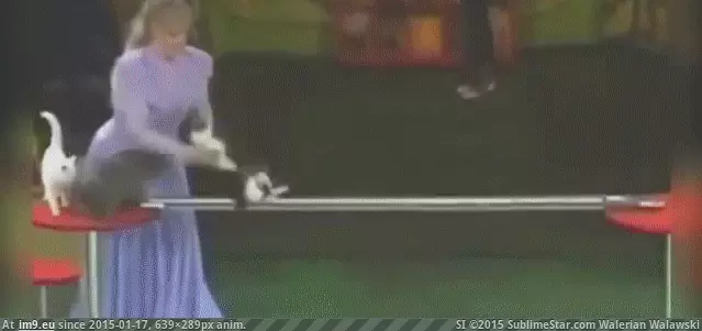 #Wtf  #Train [Wtf] How do you train them to do this? GIF (Obraz z album My r/WTF favs))