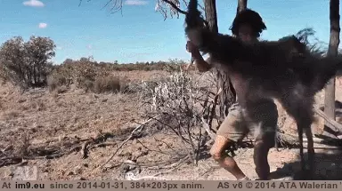 #Wtf #Kangaroo #Catch [Wtf] How to catch a kangaroo GIF (Bild von album My r/WTF favs))