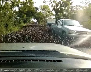 #Wtf  #Saw [Wtf] I actually said 'wtf' when i saw this. GIF (Obraz z album My r/WTF favs))