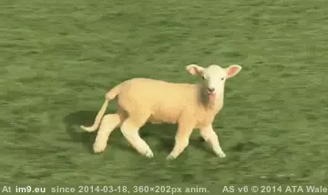#Wtf #Was #Sheep #Picture #Innocent [Wtf] I was looking for an innocent picture of a sheep. Thats it. GIF (Obraz z album My r/WTF favs))