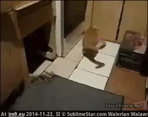#Wtf  #Rat [Wtf] Is that a rat? GIF (Image of album My r/WTF favs))