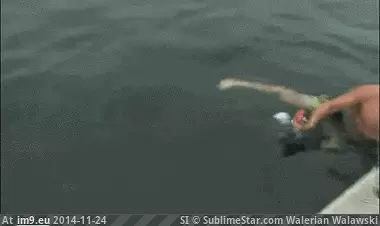 #Wtf #Water #Impossible #Toss #Boat #Cage [Wtf] It's impossible to toss a cage back into the boat when you're in the water GIF (Bild von album My r/WTF favs))