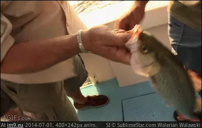 #Wtf #Isopod #Fish [Wtf] It's just a fish... ISOPOD GIF (Image of album My r/WTF favs))