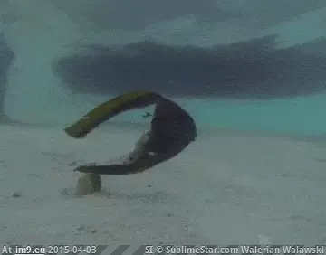  #Wtf  [Wtf] It's just a fleshwound! GIF (Obraz z album My r/WTF favs))