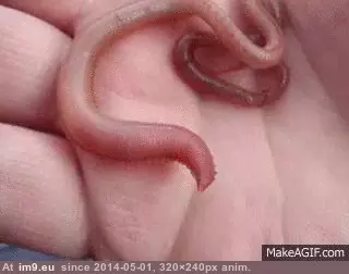 #Wtf #Worm #Worr #Aagh #Nooope [Wtf] Just a worm, nothing to worr-AAGH NOOOPE! GIF (Image of album My r/WTF favs))