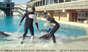 #Wtf #Fun #Whales #Killers #Can #Too [Wtf] Killers Whales can have fun too GIF (Image of album My r/WTF favs))