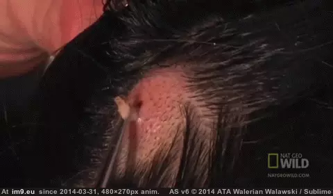 #Wtf #Head #Womans #Removed #Larva [Wtf] Larva removed from a womans head GIF (Image de album My r/WTF favs))