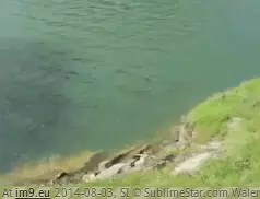 #Wtf #Swim #Wait [Wtf] 'Let's take a swim! Oh, wait...' GIF (Obraz z album My r/WTF favs))