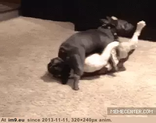 #Wtf #Dogs #Eachother #Love [Wtf] My dogs love eachother. No, seriously, they really do... GIF (Image de album My r/WTF favs))