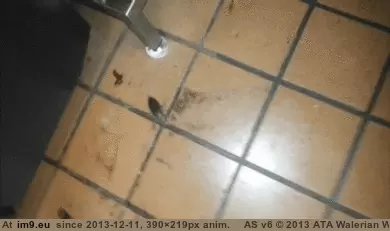 #Wtf #Animalsbeingjerks #Nope [Wtf] Nope [ -r-AnimalsBeingJerks] GIF (Image of album My r/WTF favs))
