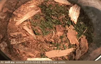 #Wtf  #Flamethrower [Wtf] Okay, where's my flamethrower? GIF (Image de album My r/WTF favs))
