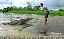 #Wtf #Panic #Activated #Mode [Wtf] Panic mode activated GIF (Image de album My r/WTF favs))
