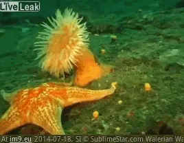 #Wtf #Sea #Anemone #Runs #Starfish [Wtf] Sea anemone runs away from starfish GIF (Imagen de album My r/WTF favs))
