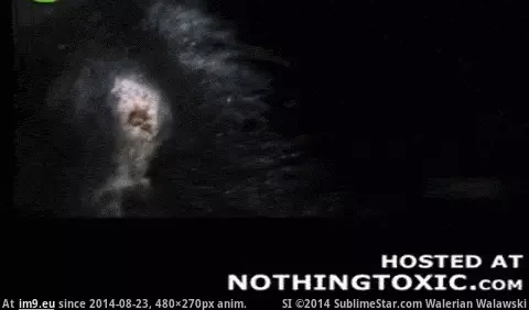#Wtf #Slow #Skunk #Motion #Spray [Wtf] Slow motion skunk spray GIF (Изображение из альбом My r/WTF favs))