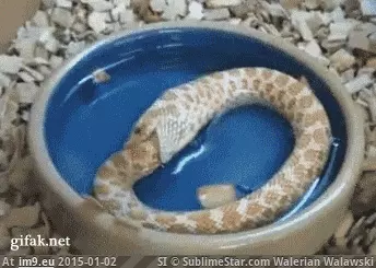 #Wtf #Snake #Eating [Wtf] Snake eating itself GIF (Bild von album My r/WTF favs))