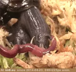 #Wtf #One #Snails #Eat #Worms [Wtf] So am I the only one who didn't know that snails eat worms? GIF (Image of album My r/WTF favs))