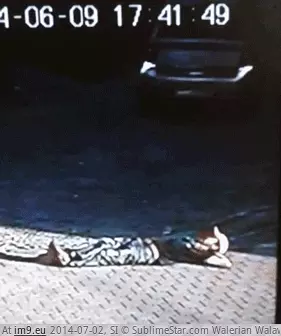 #Wtf #Good #Nap #Street #Idea [Wtf] Taking a nap right next to the street is not a good idea. GIF (Image of album My r/WTF favs))