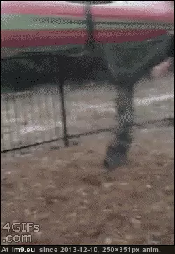 #Wtf  #Concussion [Wtf] That's a concussion. GIF (Image de album My r/WTF favs))