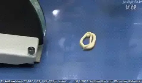 #Wtf  #Fuck [Wtf] The fuck is this? GIF (Bild von album My r/WTF favs))