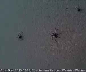 #Wtf #Built #Nope #House [Wtf] The house that NOPE built GIF (Image of album My r/WTF favs))