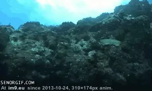 #Gifs #Ocean #Wtf [Wtf] The Ocean. (x-post r-gifs) GIF (Imagen de album My r/WTF favs))