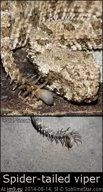 #Wtf #Tailed #Viper #Spider [Wtf] The spider-tailed viper GIF (Obraz z album My r/WTF favs))