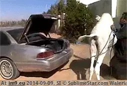 #Wtf #Camel #Transport #Way [Wtf] There must be a better way to transport a camel... GIF (Изображение из альбом My r/WTF favs))
