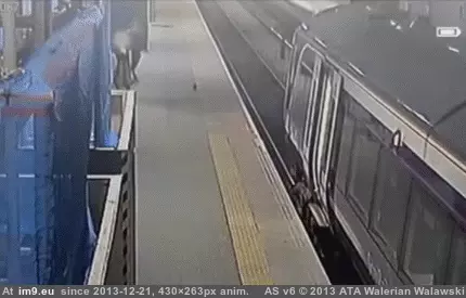 #Wtf #You #Pigeons #Why #Mess [Wtf] This is why you don't mess with pigeons GIF (Image of album My r/WTF favs))