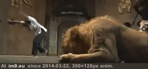#Wtf #Work #Tired #Theatre #Lion #Sick [Wtf] This lion is sick and tired of theatre work GIF (Image de album My r/WTF favs))
