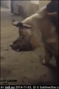 #Wtf #Balls #Pig #Huge [Wtf] This pig has huge balls GIF (Image of album My r/WTF favs))