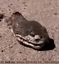 #Wtf #Tis #Scratch [Wtf] Tis but a scratch GIF (Image de album My r/WTF favs))