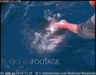 #Wtf #Shark #Toying [Wtf] Toying with a shark GIF (Image of album My r/WTF favs))