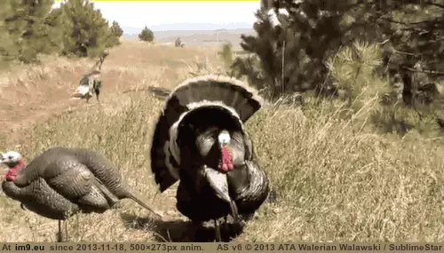 #Wtf #Off #Arrow #Blasted #Head #Turkey [Wtf] Turkey's head blasted off by an ARROW. GIF (Image of album My r/WTF favs))